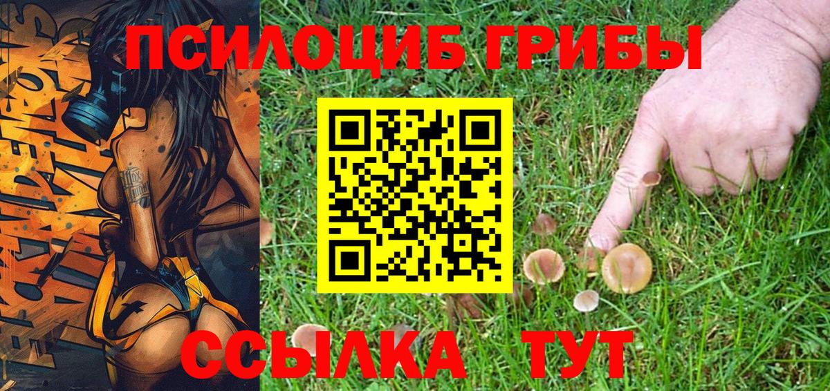 Псилоцибиновые грибы Psilocybine cubensis Луга